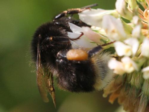 Bombus soroeensis soroeensis